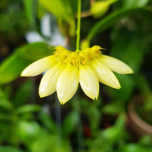 Bulbophyllum Lepidum Var Flava (Alba) Rare Exotic Orchid