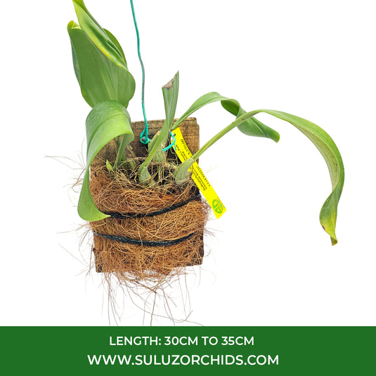 Bulbophyllum Echinolabium x Bulb Inunctum Rare Exotic Orchid