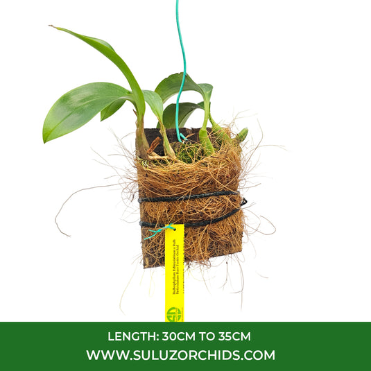 Bulbophyllum Echinolabium x Bulb Reticulatum Rare Exotic Orchid