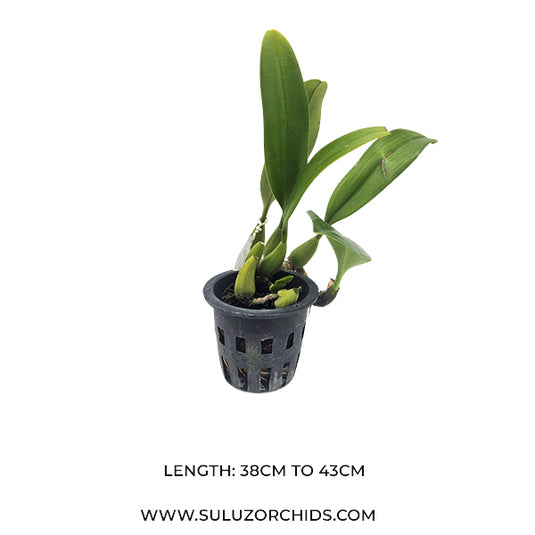 Bulbophyllum Echinolabium x Bulb Fascinator Var Semi Rare Exotic Orchid