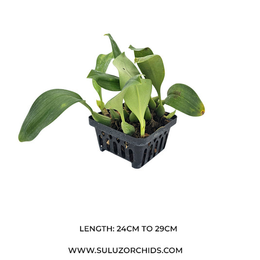 Bulbophyllum Echinolabium x Bulb Inunctum Rare Exotic Orchid