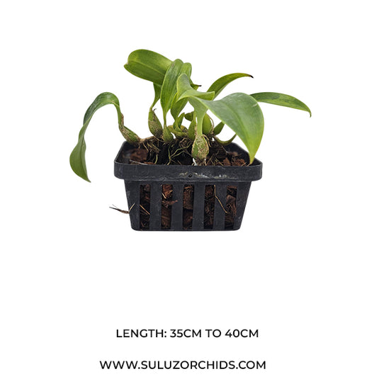Bulbophyllum Echinolabium x Bulb Reticulatum Rare Exotic Orchid