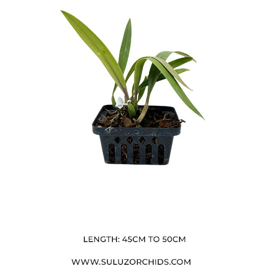 Bulbophyllum Orthoseparum x Bulb Phalaenopsis Rare Exotic Orchid