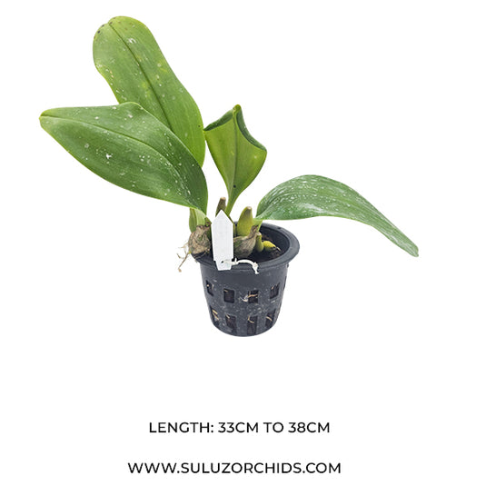 Bulbophyllum Wilbeur Chung x Sumatranum Rare Exotic Orchid