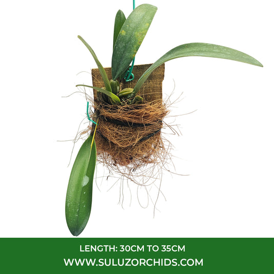 Bulbophyllum Frostii x Bulb Phalaenopsis Rare Exotic Orchid