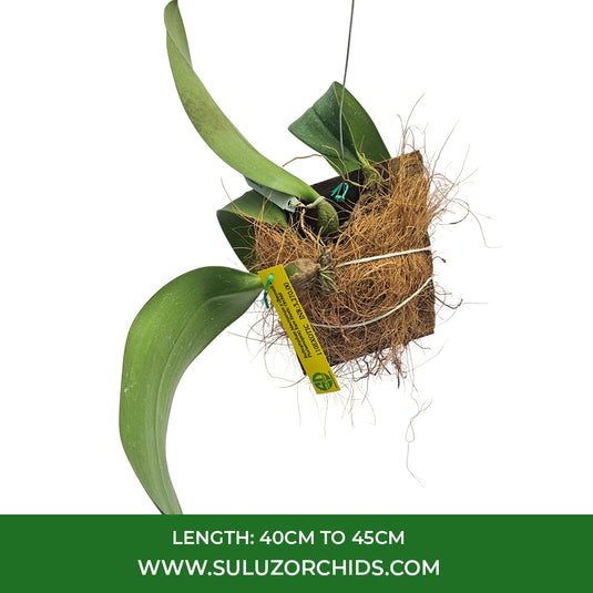 Bulbophyllum Macruntum x (Beccarii x Phalaenopsis) Rare Exotic Orchid