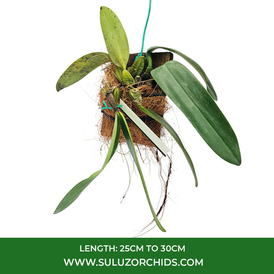 Bulbophyllum Meen Ocean Bocade x Bulb Graveolens Rare Exotic Orchid