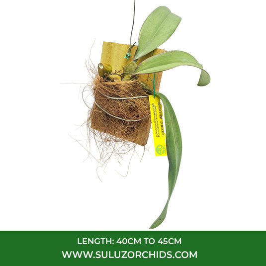 Bulbophyllum Orthoseparum x Bulb Phalaenopsis Rare Exotic Orchid