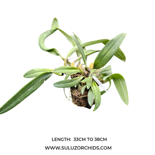 Bulbophyllum Phalaenopsis x Cruentum Rare Exotic Orchid
