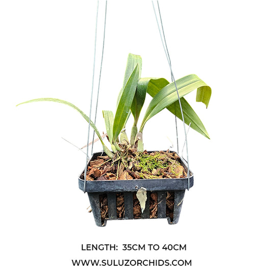 Bulbophyllum Singaporean x Orthosepalum Rare Exotic Orchid
