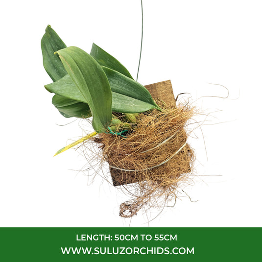 Bulbophyllum Tonya Jacobs Rare Exotic Orchid