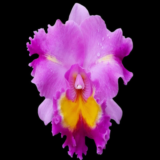 Cattleya Orchid Plant C. Macky's Flare  Mature - Ready To Flower