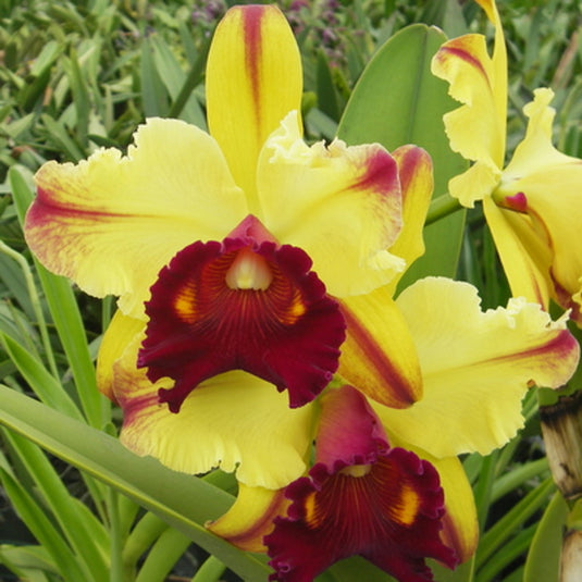 Cattleya Orchid Plant Blc.Toshie Aoki "Pizza" Seedling