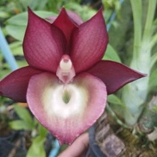 Catasetum Exotic Orchid Plant Drark Brown Mature