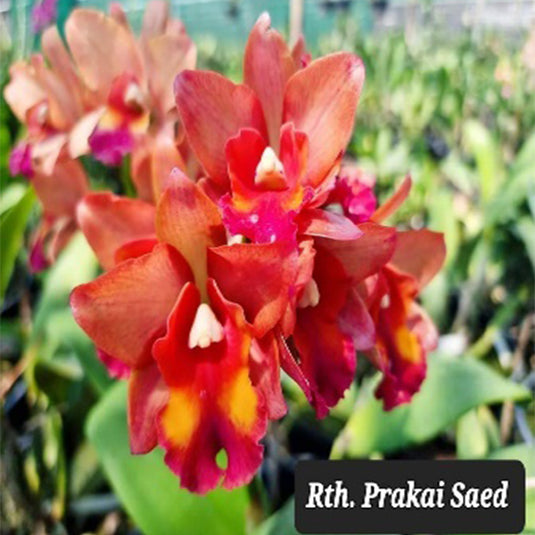 Cattleya Orchid Plant Rth. Prakai Saed = Rlc. Ploenpit Golden Delight × Ctt.  Loog Tone Mature - Ready To Flower