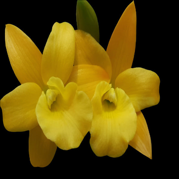 Cattleya Mature 1 – 2 Cattleya Mature 1
