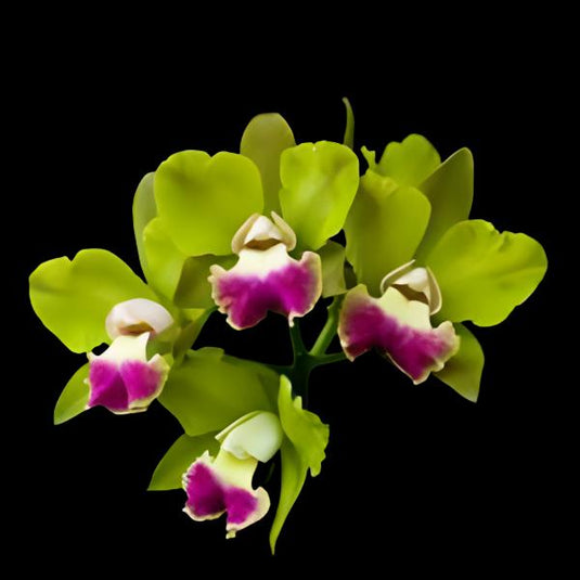 Cattleya Orchid Plant Blc.Crowfield Mendenhal Seedling