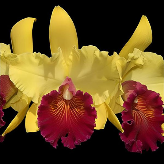 Cattleya Orchid Plant  Blc.Almakee Tip Malee Seedling