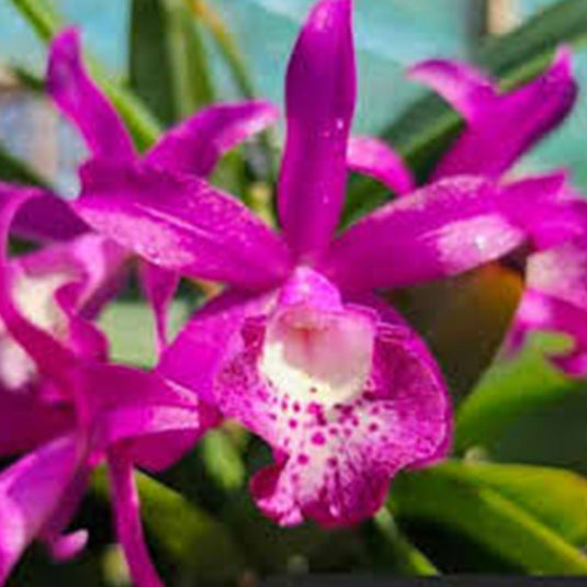 Cattleya Orchid Plant Bct. Taiwan Mermaid Seedling