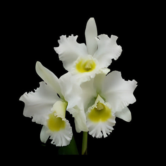 Cattleya Orchid Plant Blc.Burdekin Wonder Lakeland Seedling