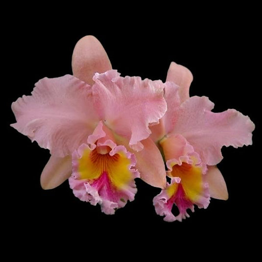 Cattleya Orchid Plant Blc.George King Serendity Seedling