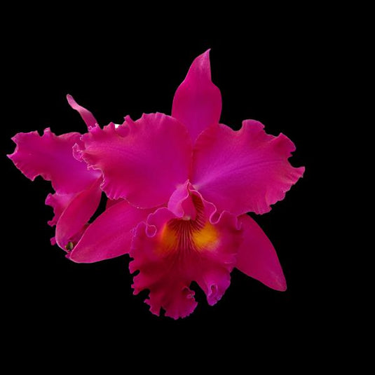 Cattleya Orchid Plant Blc.George Suzuki Seedling