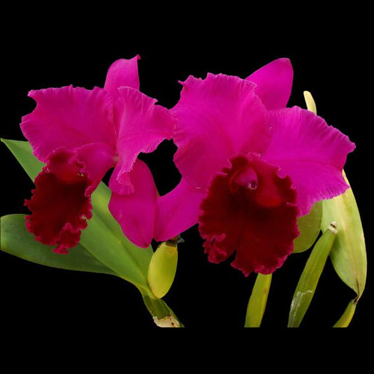 Cattleya Orchid Plant Blc.Joao Antonio Nicole Velvet Seedling