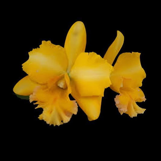 Cattleya Orchid Plant Blc. Malworth Seedling