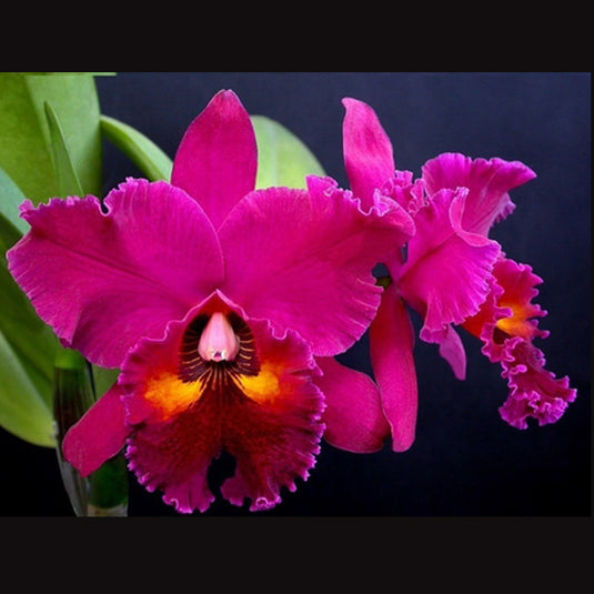 Cattleya Orchid Plant  Blc. Purple Ruby x Lc. Piratte King Red Sun Seedling