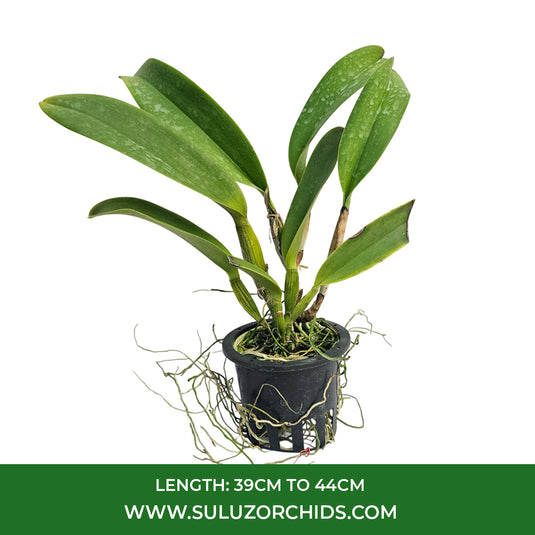 Cattleya Orchid Plant Chyong Guu Swan Mature - Ready To Flower