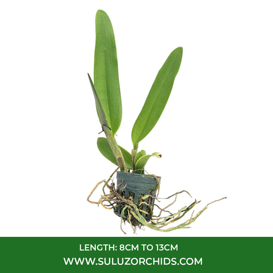 Cattleya Orchid Plant Jupiter Seedling