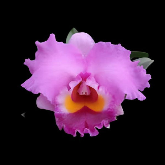 Cattleya Orchid Plant Lc. Lake Cachuma New Spring Seedling