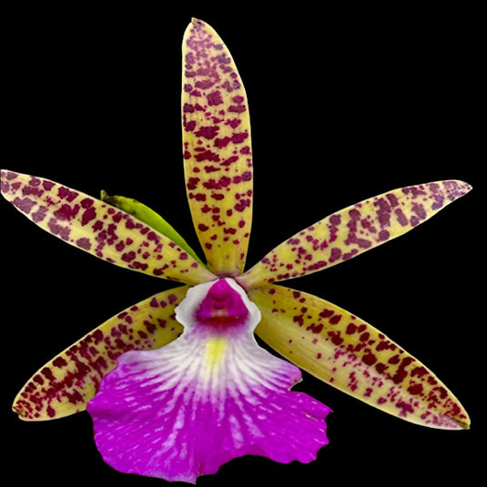 Cattleya Orchid Plant Nodosa x P1312 Seedling