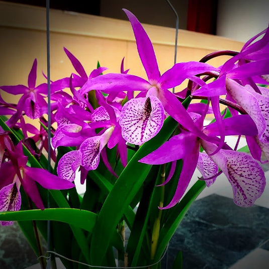 Cattleya Orchid Plant Bc. Yuan Dung Red Star   Mature - Ready To Flower