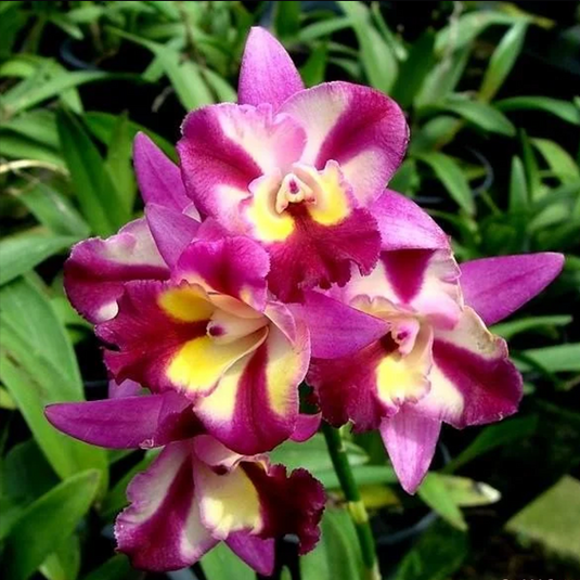 A Cattleya orchid plant named Lc Sogo Doll Little Angle, showcasing soft pink and white blooms with a delicate, elegant appearance.