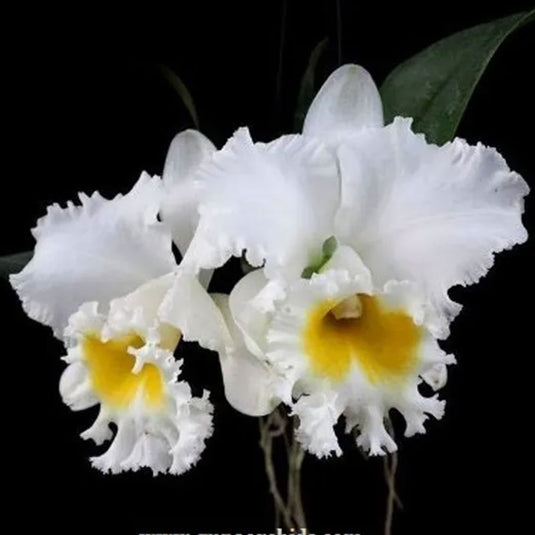 Cattleya Orchid Plant Rlc. Platinum Charm Seedling