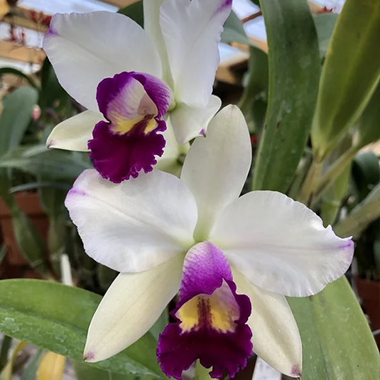 Cattleya Orchid Plant Rth. Shinfong Little Boy Seedling