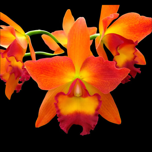 Cattleya Orchid Plant Pot. Chief Sweet Opange Sweet Orange Seedling