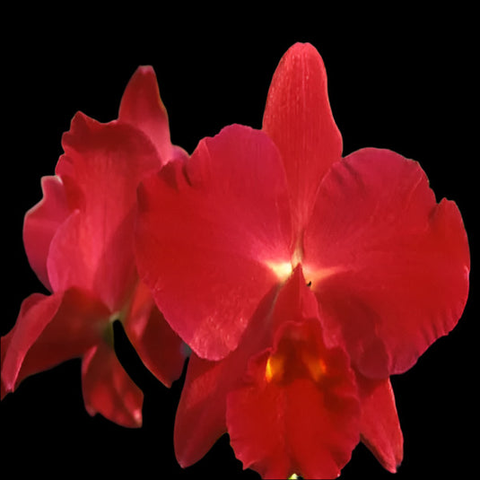 Cattleya Orchid Plant Pot. kozo's Skarlet Vieni SS Seedling