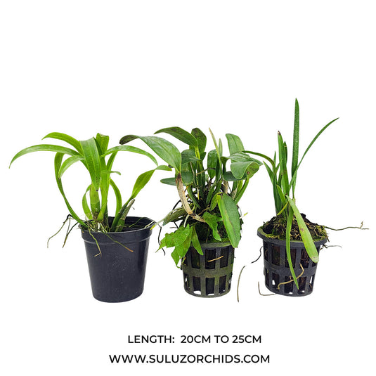 Cattleya Orchid Plant Unknown Varieties - Mature