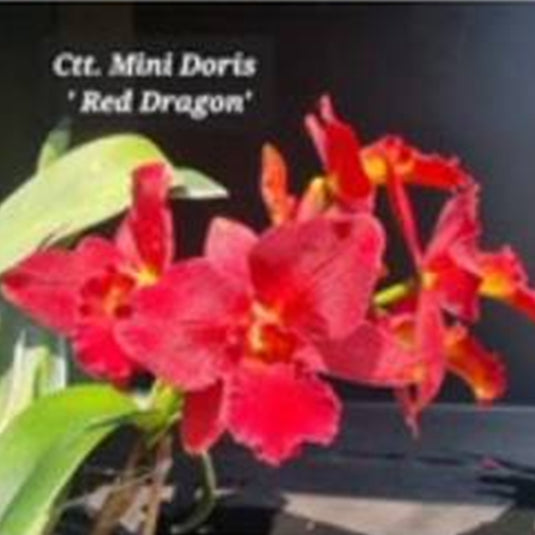 Cattleya Orchid Plant Ctt.Mini Doris 'Red Dragon Seedling