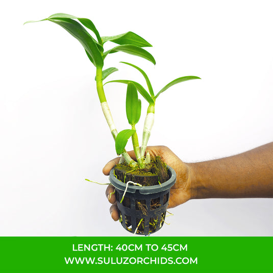 Dendrobium Orchid Visa Peach Mature Bushy Plant - Ready To Flower