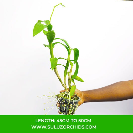 Dendrobium Orchid Thongchai Gold 'Chaisri Gold' Mature Bushy Plant- Ready To Flower