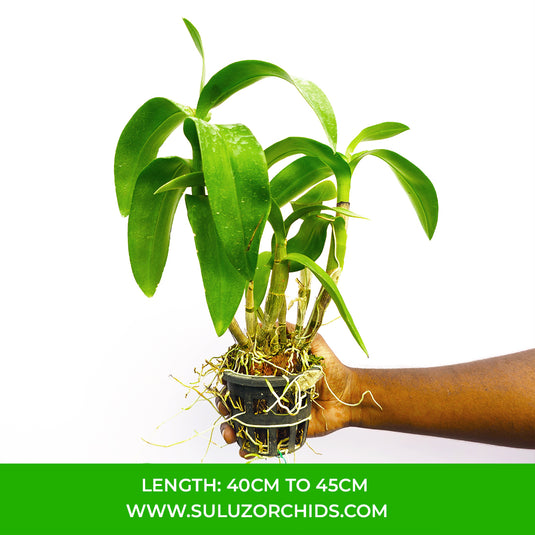 Dendrobium Orchid Trudy Brandt x Blue Angel '319' Mature Bushy Plant- Ready To Flower