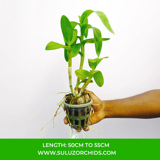 Dendrobium Orchid Thongchai Pinwattana x Boonchu Gold Mature Bushy Plant