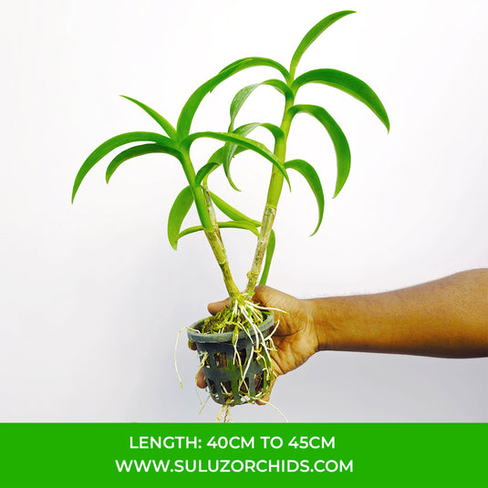 Dendrobium Orchid Thongchai Gold 'Pinwattana' Mature Bushy Plant- Ready To Flower