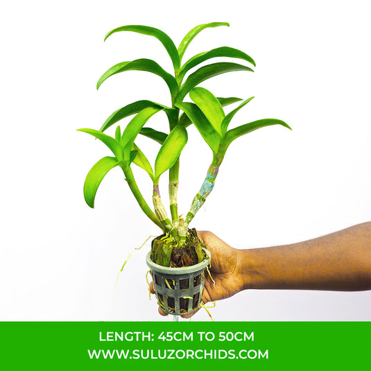 Dendrobium Orchid Bethachong x Sampran Brown Bushy Plant