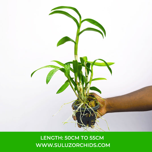 Dendrobium Orchid Pioneer Red Mature Bushy Plant- Ready To Flower