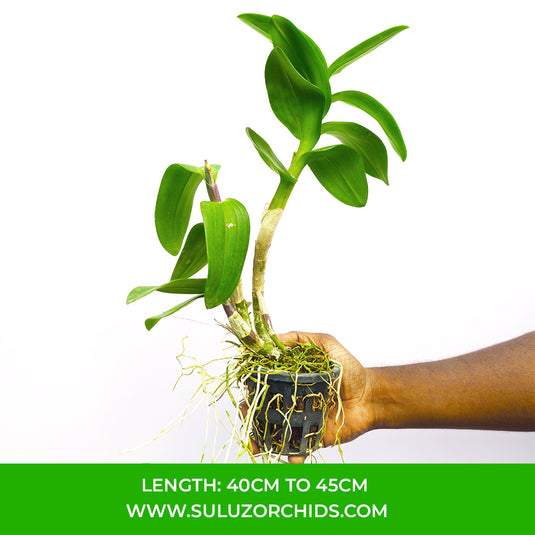 Dendrobium Orchid Mangosteen Mature Bushy Plant- Ready To Flower