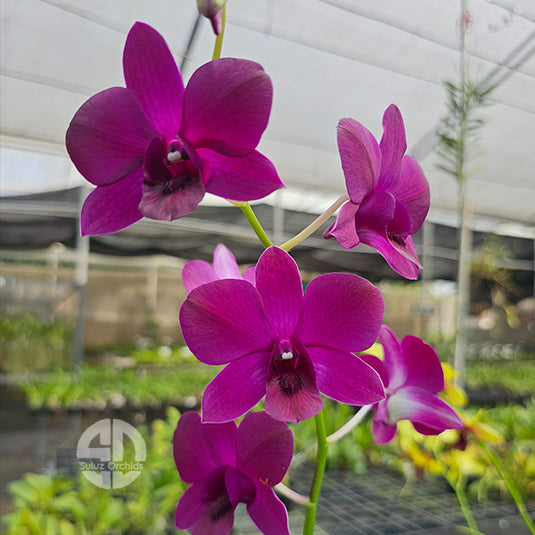 Dendrobium Orchid Plant Jack Concert Blue - Seedling